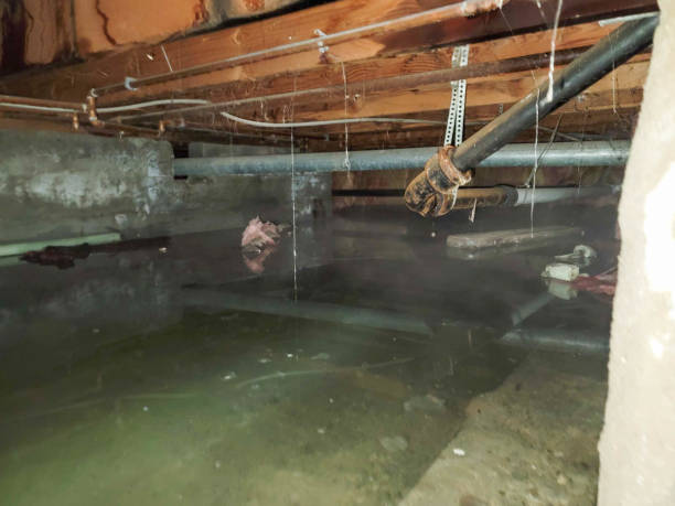 Best Flooded house restoration  in Urania, LA