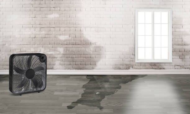 Best Carpet water damage restoration  in Urania, LA